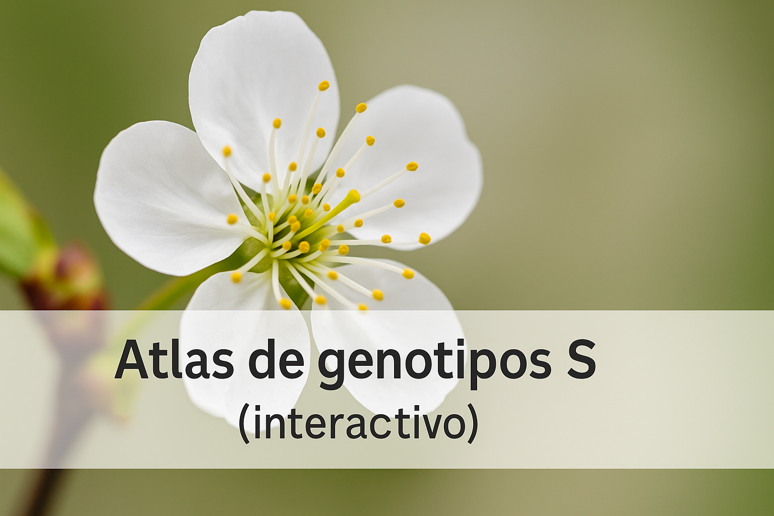 Flor de cerezo en primer plano con rótulo “Atlas de genotipos S (interactivo)”