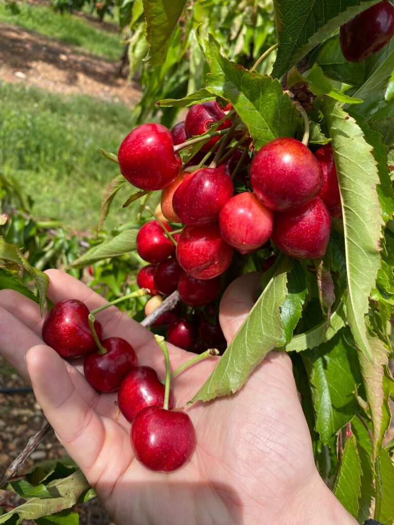 Racimo de cerezas rojas en árbol sostenido con la mano en huerto — ADN de la cereza premium y genética de la calidad.
