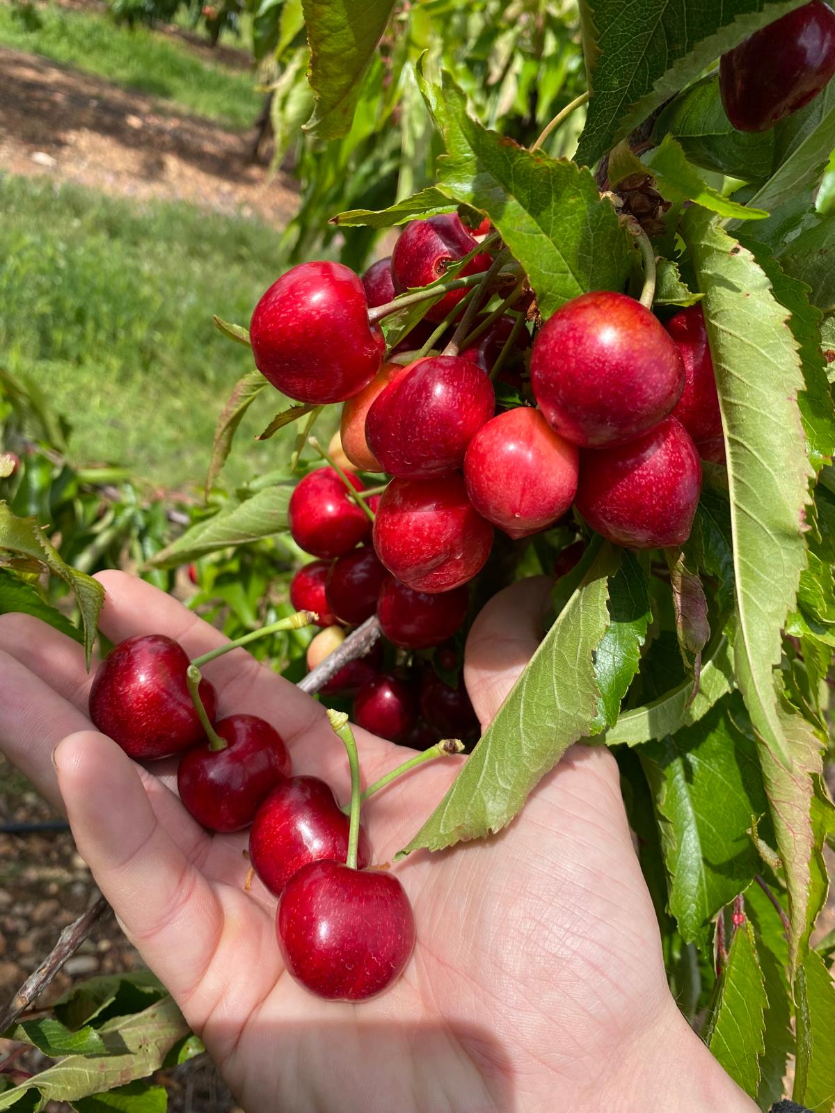 Racimo de cerezas rojas en árbol sostenido con la mano en huerto — ADN de la cereza premium y genética de la calidad.