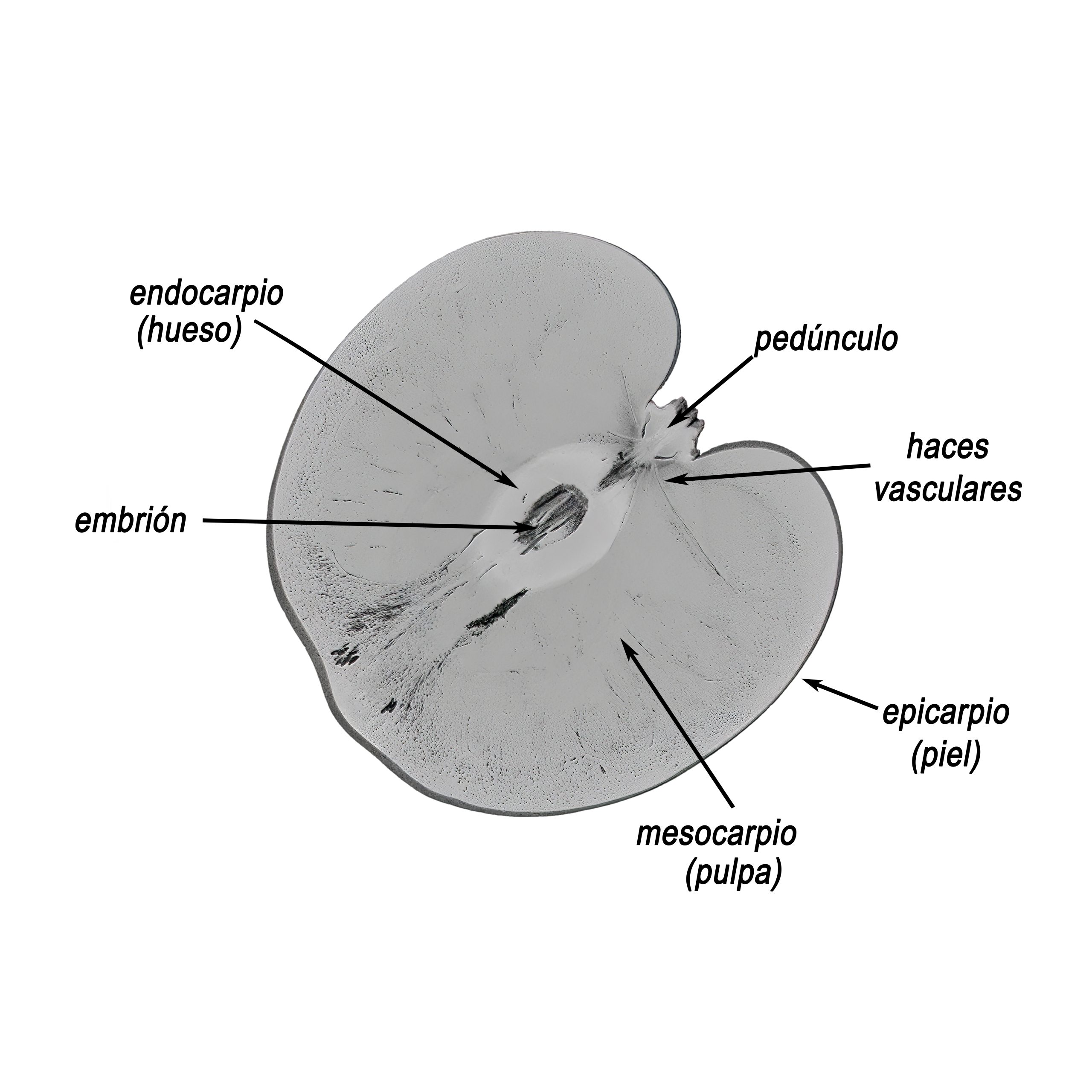 Tomografía de cereza en corte transversal con pedúnculo, haces vasculares, epicarpio, mesocarpio, endocarpio y embrión.