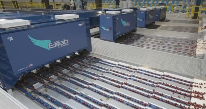 Línea de clasificación de cereza Elifab en Vidrio Fruits, con las 48 vías de proceso en funcionamiento.
