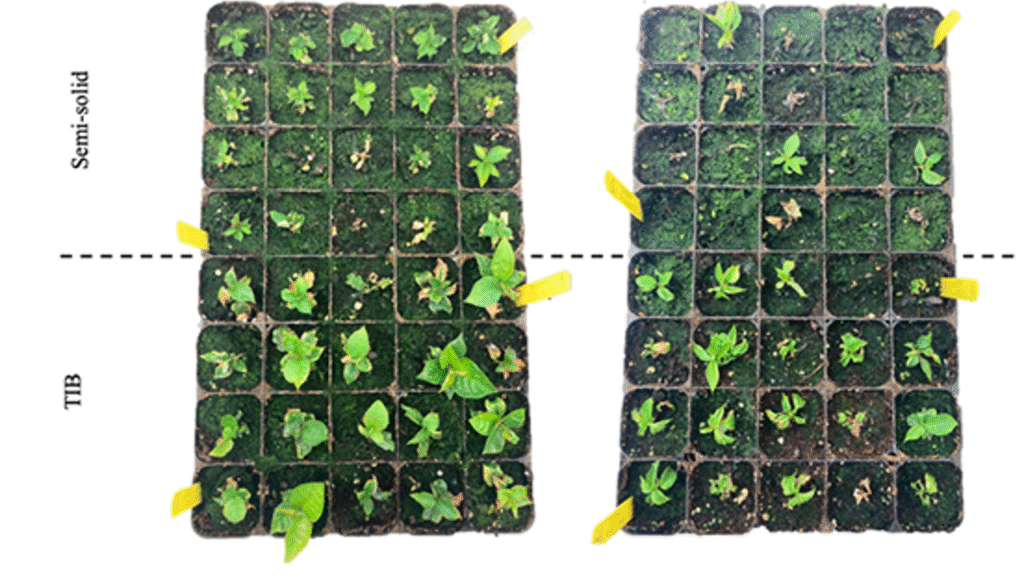 Micropropagación de portainjertos de cerezo con SETIS: comparación TIB vs semisólido en aclimatación