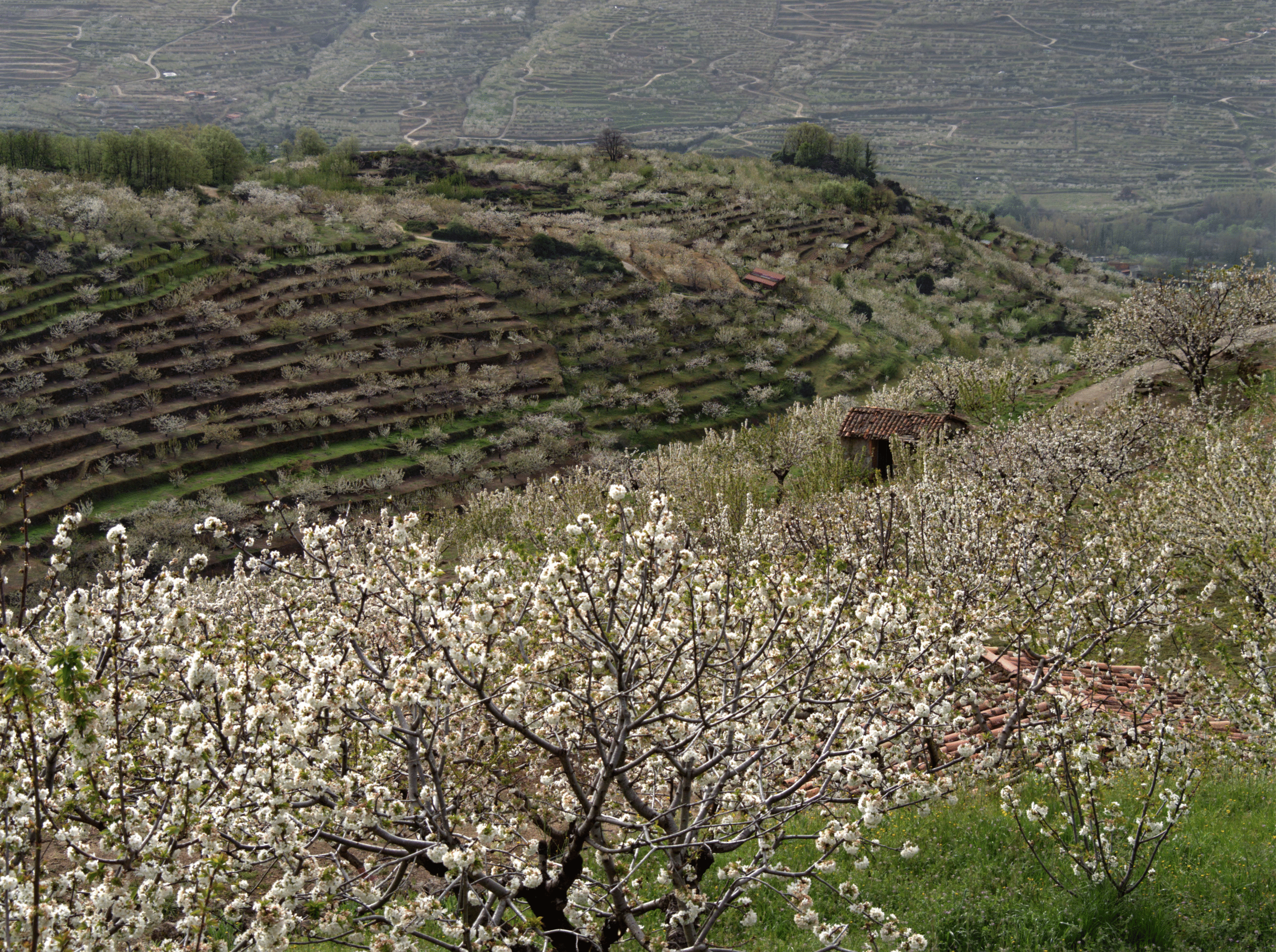 Valle del Jerte con cerezo en flor
