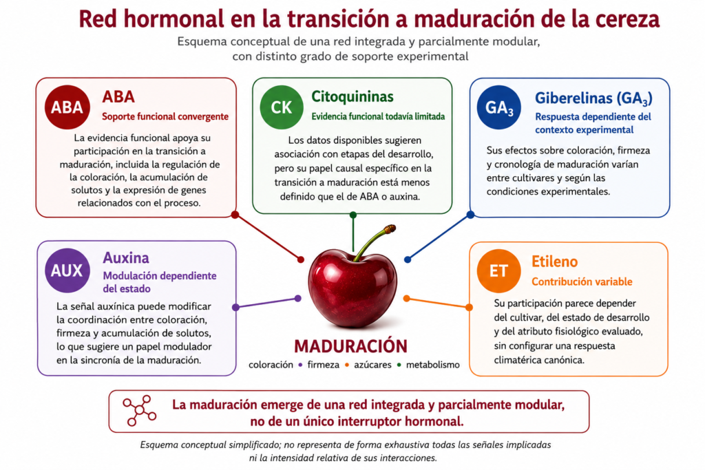 Red hormonal implicada en la transición a maduración de la cereza, con ABA, auxina, giberelinas, etileno y citoquininas.