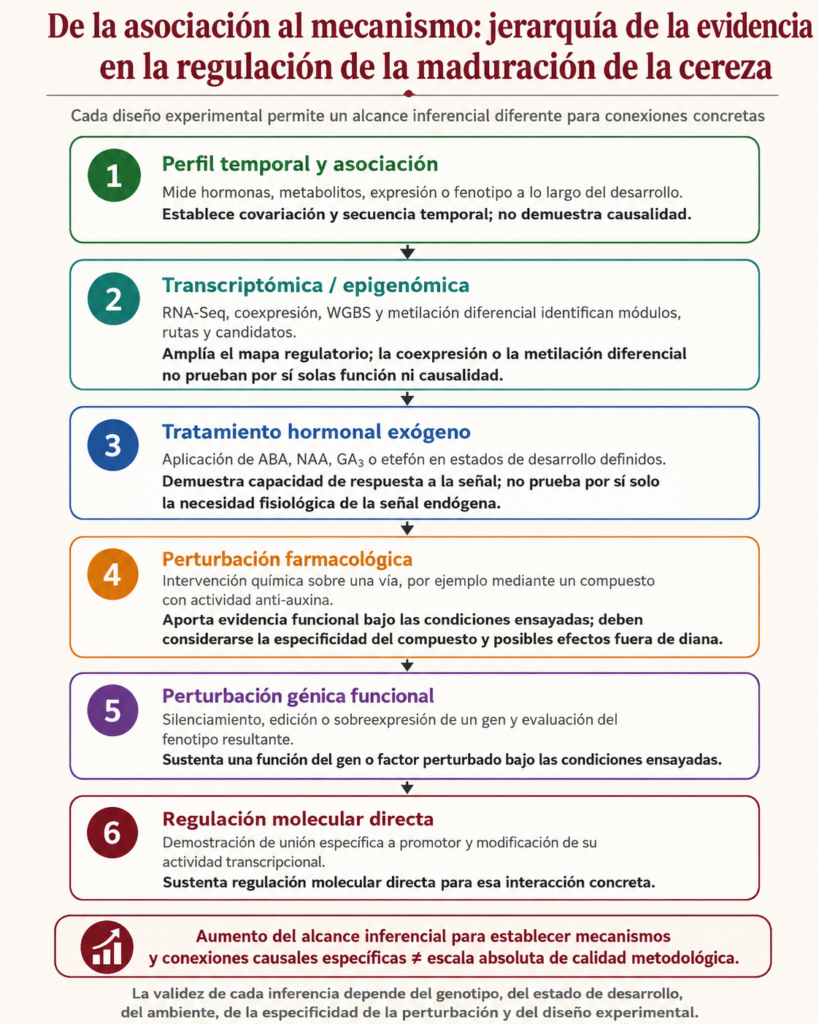 Jerarquía del alcance inferencial de distintas aproximaciones experimentales para estudiar la regulación de la maduración de la cereza.