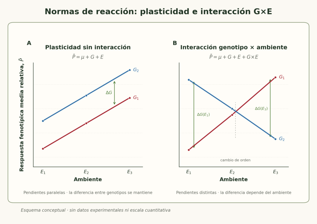 Figura 2: «Normas de reacción que comparan plasticidad fenotípica sin interacción e interacción genotipo × ambiente».
