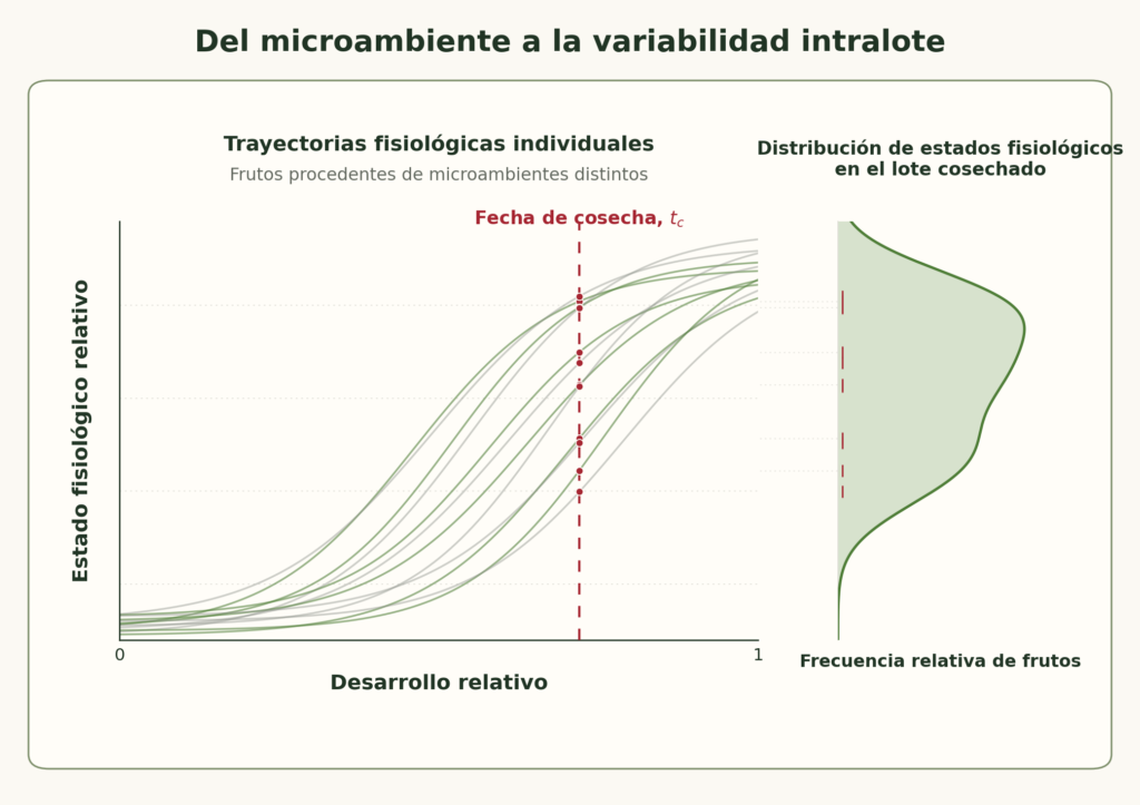 Figura 3: «Trayectorias fisiológicas individuales y distribución de estados fisiológicos en el lote de cerezas en la fecha de cosecha».
